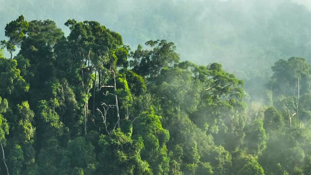 Jungle and rainforest in the morning mist view from above. Borneo. Sabah, Malaysia.