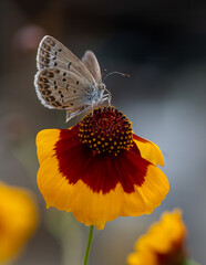 Brown butterfly on an orange flower macro close up shot