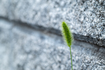 Green fox tail grass flower grew by the wall. 