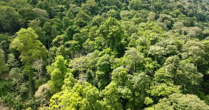 Jungle and rainforest in Indonesia. Tropical landscape.