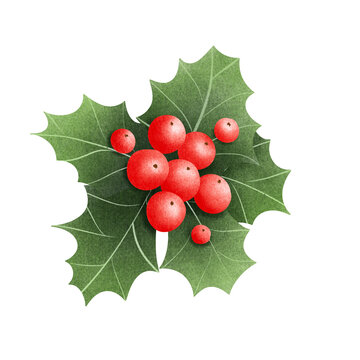 Cute Christmas holly leaf and berry.