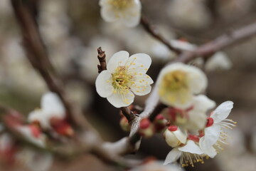 梅の花のクローズアップ