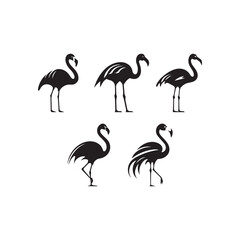 set of flamingos