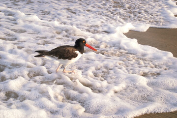 wild shore bird american oystercatcher (Haematopus palliatus) wading in the waters edge  
