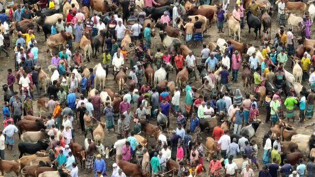 Cattle market, Livestock market, Thousands of cows are lined up to be sold at a bustling cattle market in Bangladesh. Over 50,000 of the animals are gathered together by farmers.