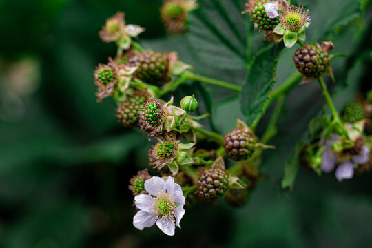 Berries in the garden
