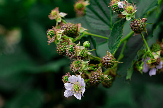 Berries in the garden