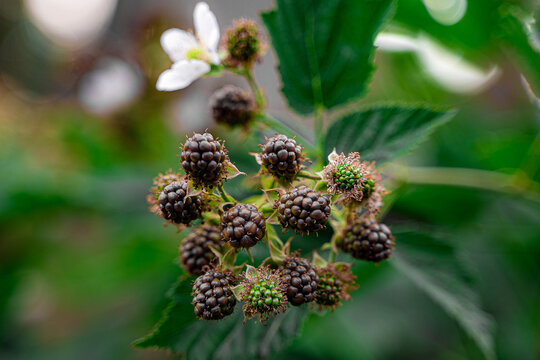 Berries in the garden