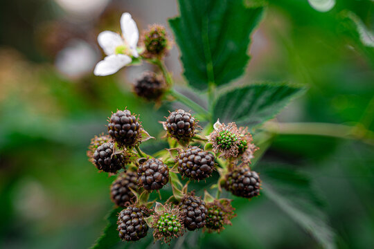 Berries in the garden