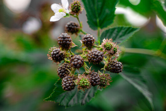 Berries in the garden