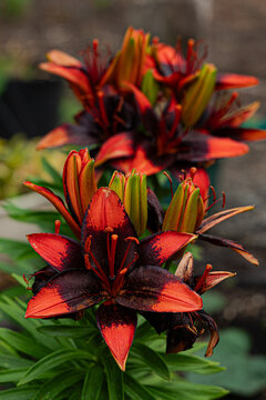 red and yellow flowers