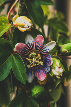 pink and yellow flower