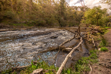 Dead Trees On Bank