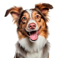 Happy dog isolated on transparent background, Happy surprised smiling Border Collie dog on white background for banner, design, advertisement, website, front view. generative ai