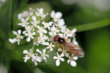 Close up image of hover fly on white flowers
