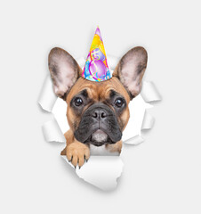 french bulldog puppy wearing party cap looking through the hole in white paper