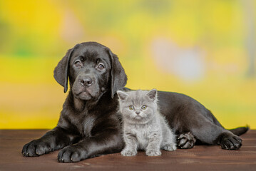 Black labrador puppy lying with tiny kitten at summer park