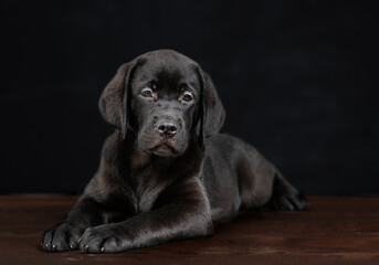 Black labrador puppy lying on dark background