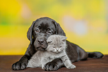 Black labrador puppy hugs tiny kitten at summer park