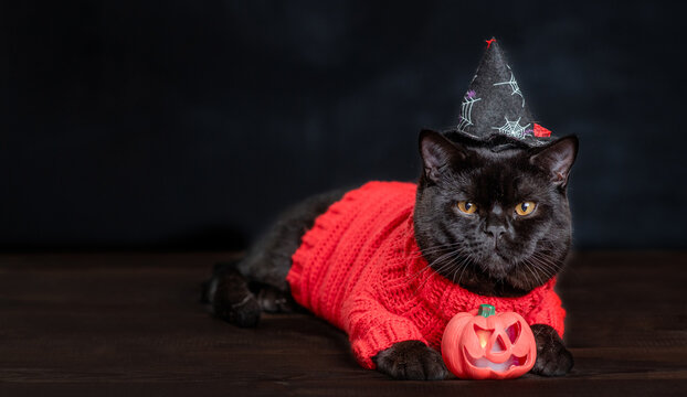 Black Cat wearing hat for halloween lying with pumplin on dark wooden background and looks at camera