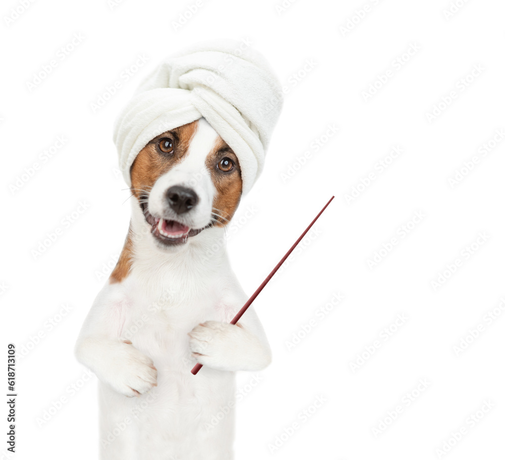 Poster jack russell terrier puppy with towel on it head points away on empty space. isolated on white backg