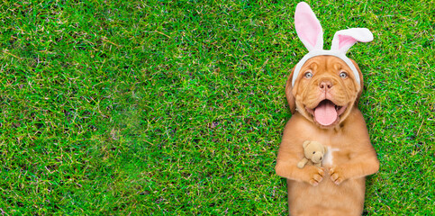 Happy mastiff puppy wearing easter rabbits ears lying on its back on summer green grass with toy bear. Top down view. Empty space for text