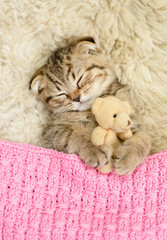 Cozy tiny fold tabby kitten sleeps under warm plaid with favorite toy bear on the bed at home. Top...