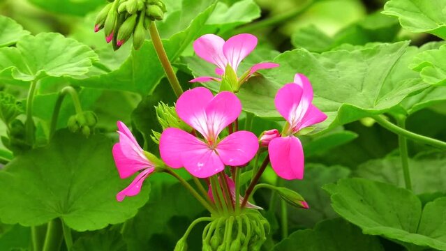 Pink flowering geranium in bloom. Pink Geranium Zonal in bloom, Pelargonium hortorum with bicolor pink flowers