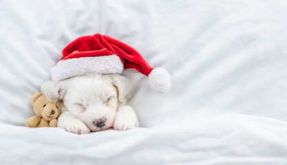 Cute Bichon Frise puppy wearing red santa hat sleeps with toy bear under white blanket at home. Top down view. Empty space for text