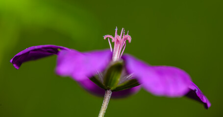 purple flower of marsh cranesbill (Geranium palustre)