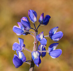 Fototapeta na wymiar inflorescence of blue large-leaved lupine (Lupinus polyphyllus), also big-leaved, many-leaved, blue-pod, or garden lupine
