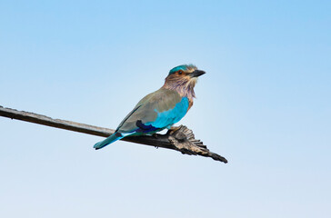 Indian roller bird perched on a tree