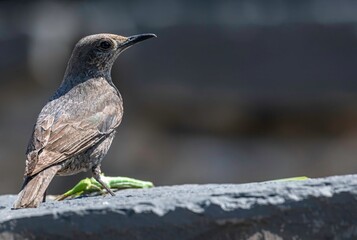 Isolated portrait of a single female Blue rock thrush bird eating an insect in the wild- Armennia