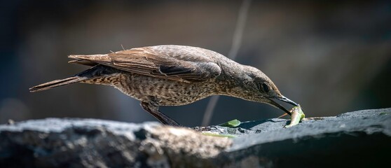 Isolated portrait of a single female Blue rock thrush bird eating an insect in the wild- Armennia
