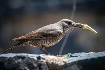 Isolated portrait of a single female Blue rock thrush bird eating an insect in the wild- Armennia