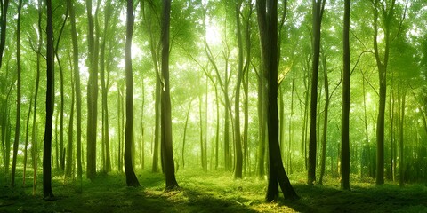 自然の緑の林の間から差し込む陽の光