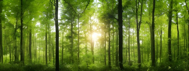 自然の緑の林の間から差し込む陽の光