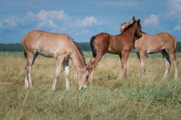 Beautiful thoroughbred horses graze on a summer field after rain.