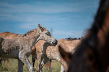 Beautiful thoroughbred horses graze on a summer field after rain.