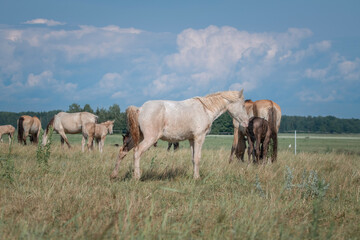 Naklejka na ściany i meble Beautiful thoroughbred horses graze on a summer field after rain.