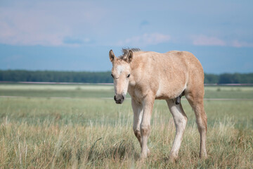 Fototapeta premium Beautiful thoroughbred horses graze on a summer field after rain.