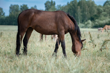 Beautiful thoroughbred horses graze on a summer field after rain.