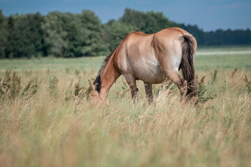 Obraz na płótnie Canvas Beautiful thoroughbred horses graze on a summer field after rain.