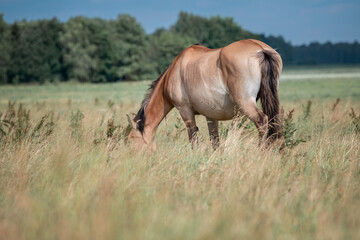 Beautiful thoroughbred horses graze on a summer field after rain.