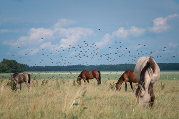 Obraz premium Beautiful thoroughbred horses graze on a summer field after rain.