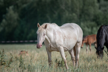 Obraz premium Beautiful thoroughbred horses graze on a summer field after rain.