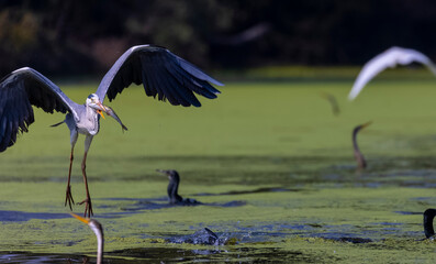 Grey heron (Ardea cinerea) snatching fish from the beak of Oriental darter (Anhinga melanogaster)...