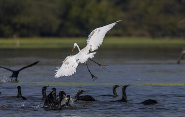 Intermediate egret (Ardea intermedia) snatching fish from oriental darter while fighting in river at forest.