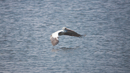 Fototapeta na wymiar Pelican flying over a lake - Large bird flying