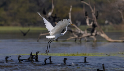Intermediate egret (Ardea intermedia) snatching fish from oriental darter while fighting in river...